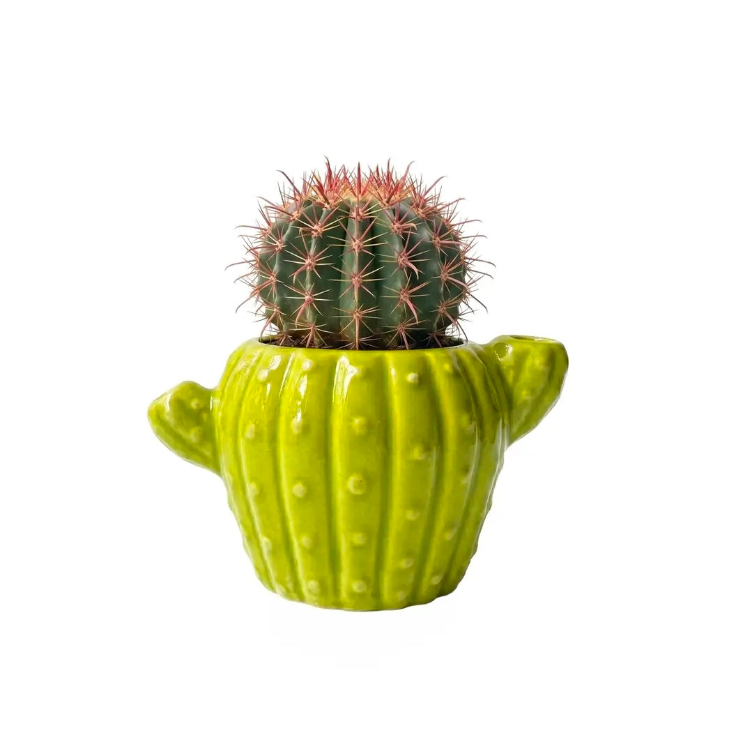 Buzzy Grow Kit: Indoor Cactus