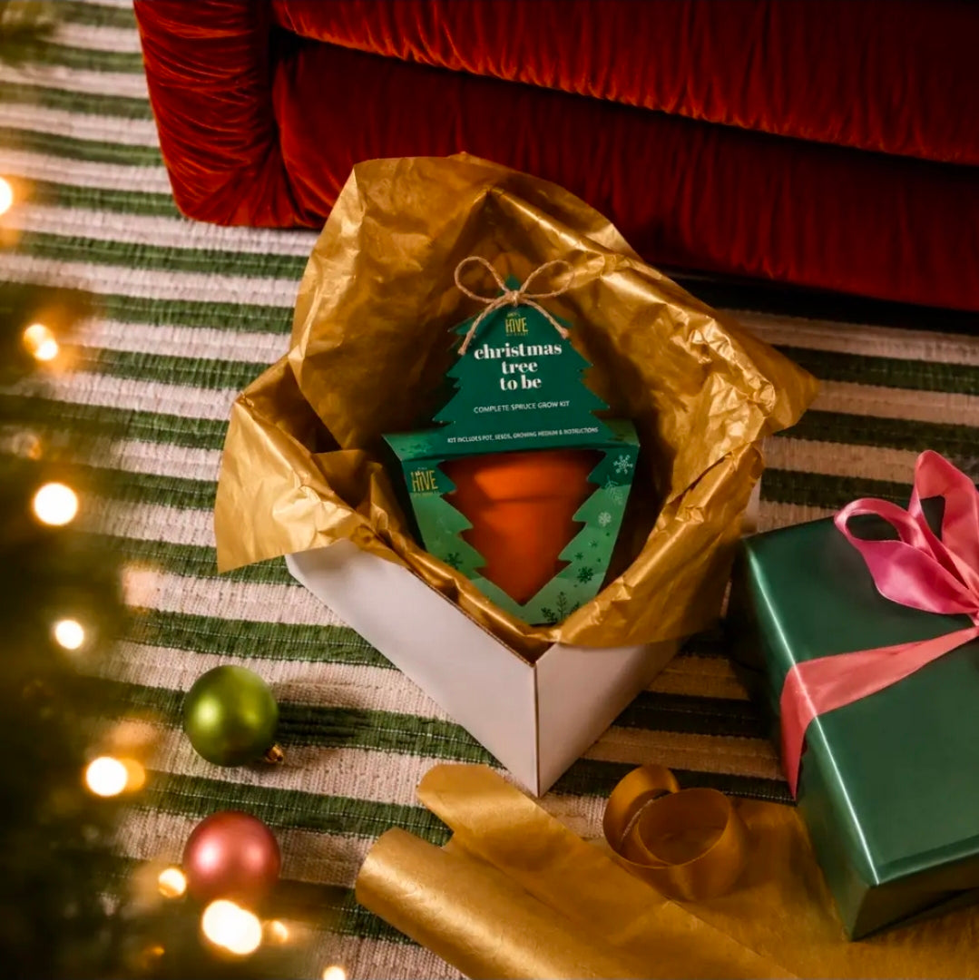 Buzzy Classic Grow Kit, Terracotta Planter: Christmas Tree to Be!