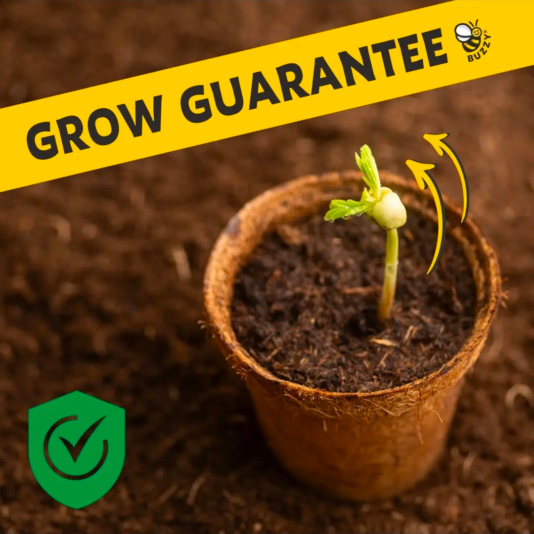 Buzzy Growth Kit: Wildflowers for Spring!