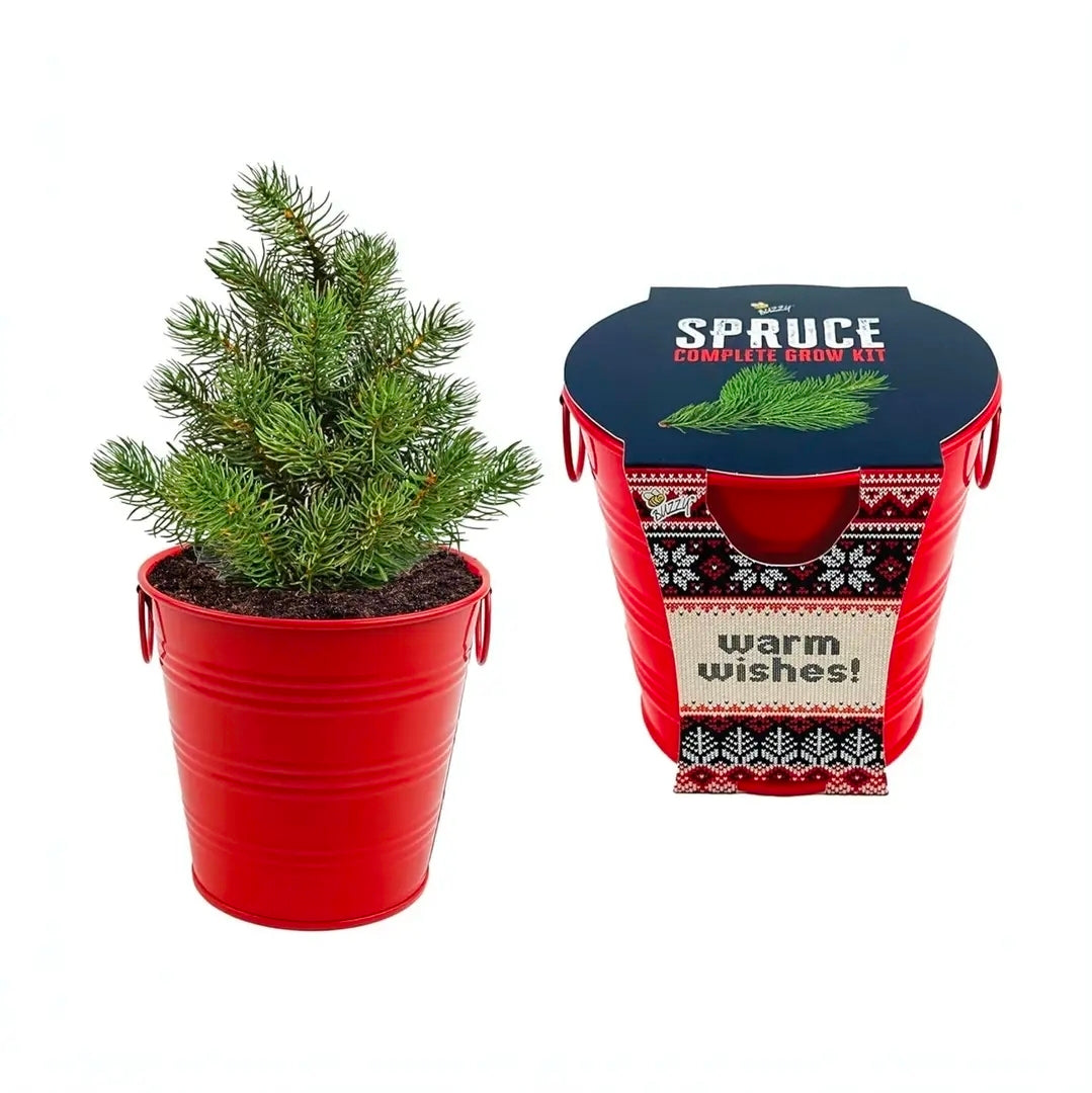 Buzzy Classic Grow Kit, Terracotta Planter: Holiday Spruce Tree to Be!