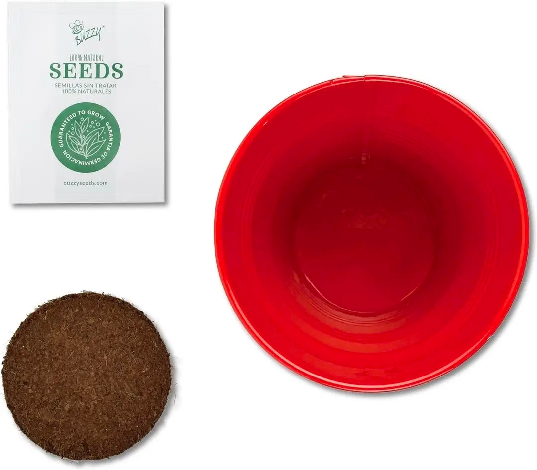 Buzzy Classic Grow Kit, Terracotta Planter: Holiday Spruce Tree to Be!