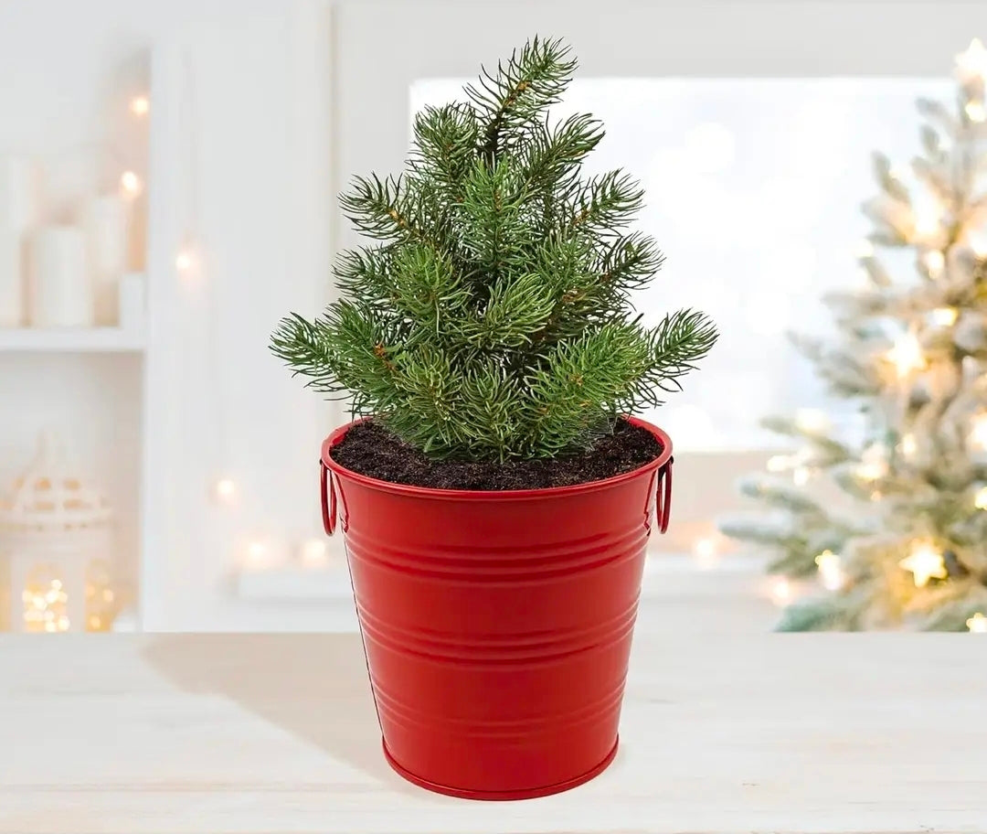 Buzzy Classic Grow Kit, Terracotta Planter: Holiday Spruce Tree to Be!