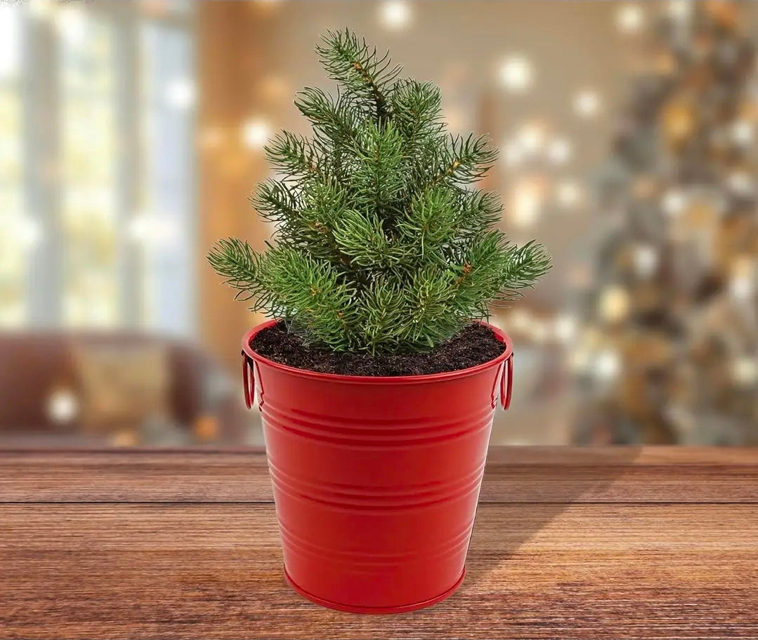Buzzy Classic Grow Kit, Terracotta Planter: Holiday Spruce Tree to Be!