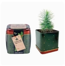 Buzzy Classic Grow Kit, Planter: Holiday Spruce Tree in a Tin!